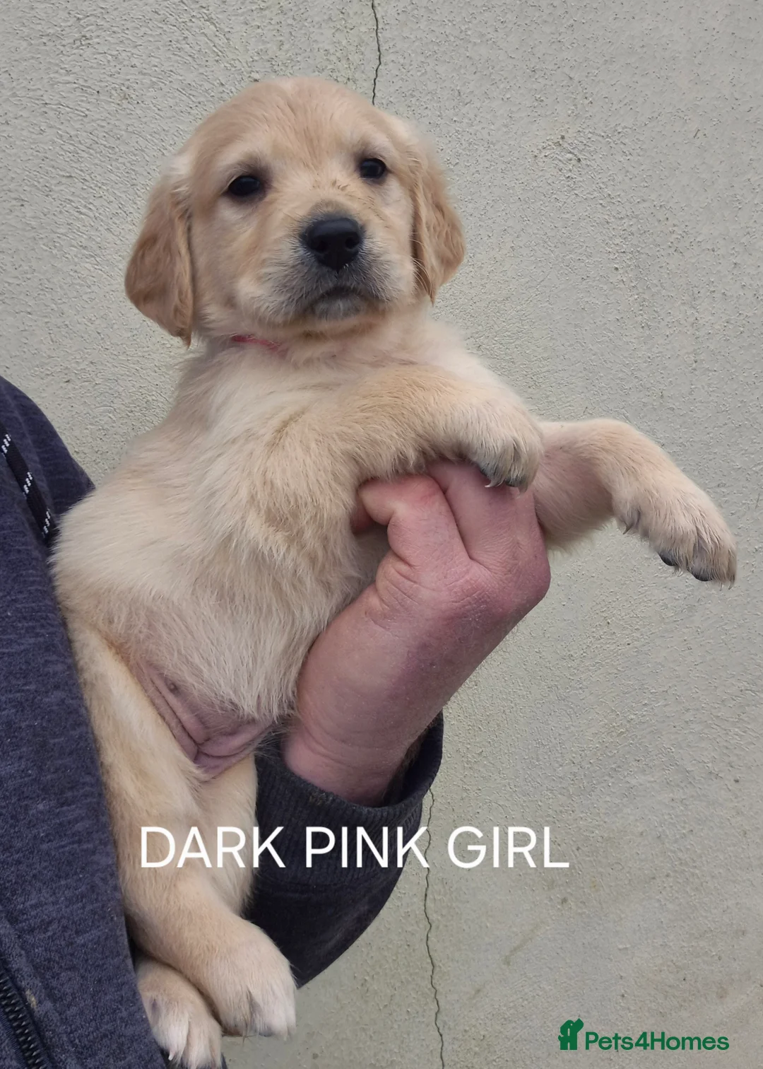 Golden Retriever dogs for sale: KC GOLDEN RETRIEVER PUPPIES HEALTH SCORED PARENTS  - Advert 15