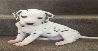 Dalmatian dogs Dalmation puppies ready to leave in 3 weeks  - Advert 6