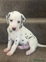Dalmatian dogs Dalmation puppies ready to leave in 3 weeks - Advert 3