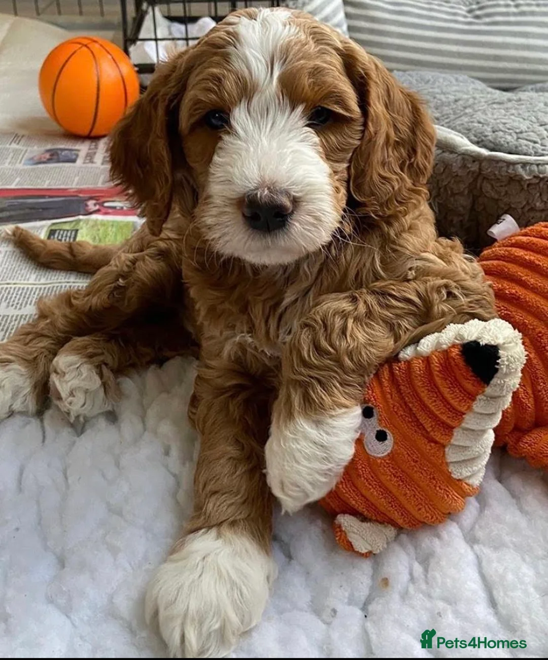 Goldendoodle dogs for stud: Alfie, Proven Goldendoodle for stud-Health Tested in Southport - Advert 8