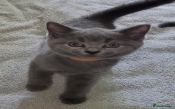 British Shorthair cats for sale: British Blue shorthair kittens £400 - Image 8