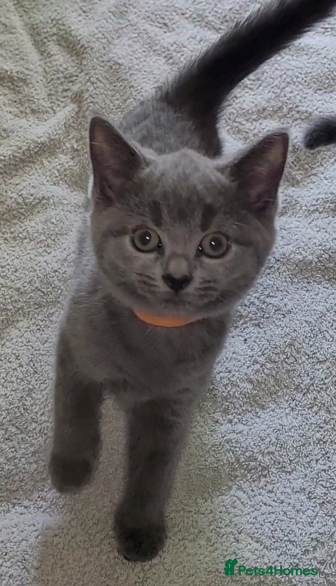 British Shorthair cats for sale: British Blue shorthair kittens £400 - Image 8