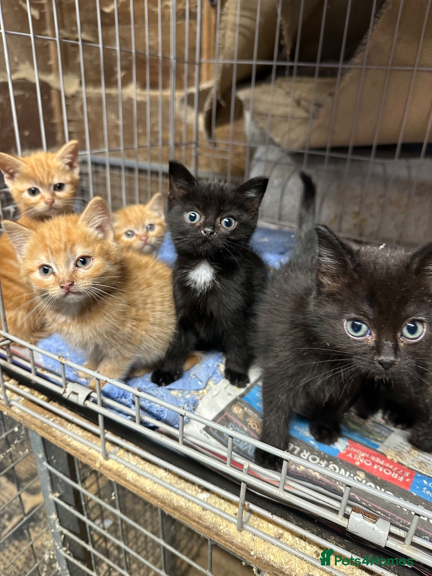 Mixed Breed cats Farm cats  - Advert 1