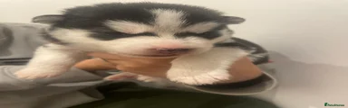 Siberian Husky 5