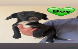 Mixed Breed dogs for sale: READY FOR HOMES - BorderCollieXLabradoodle Puppies in Oswestry - Image 5