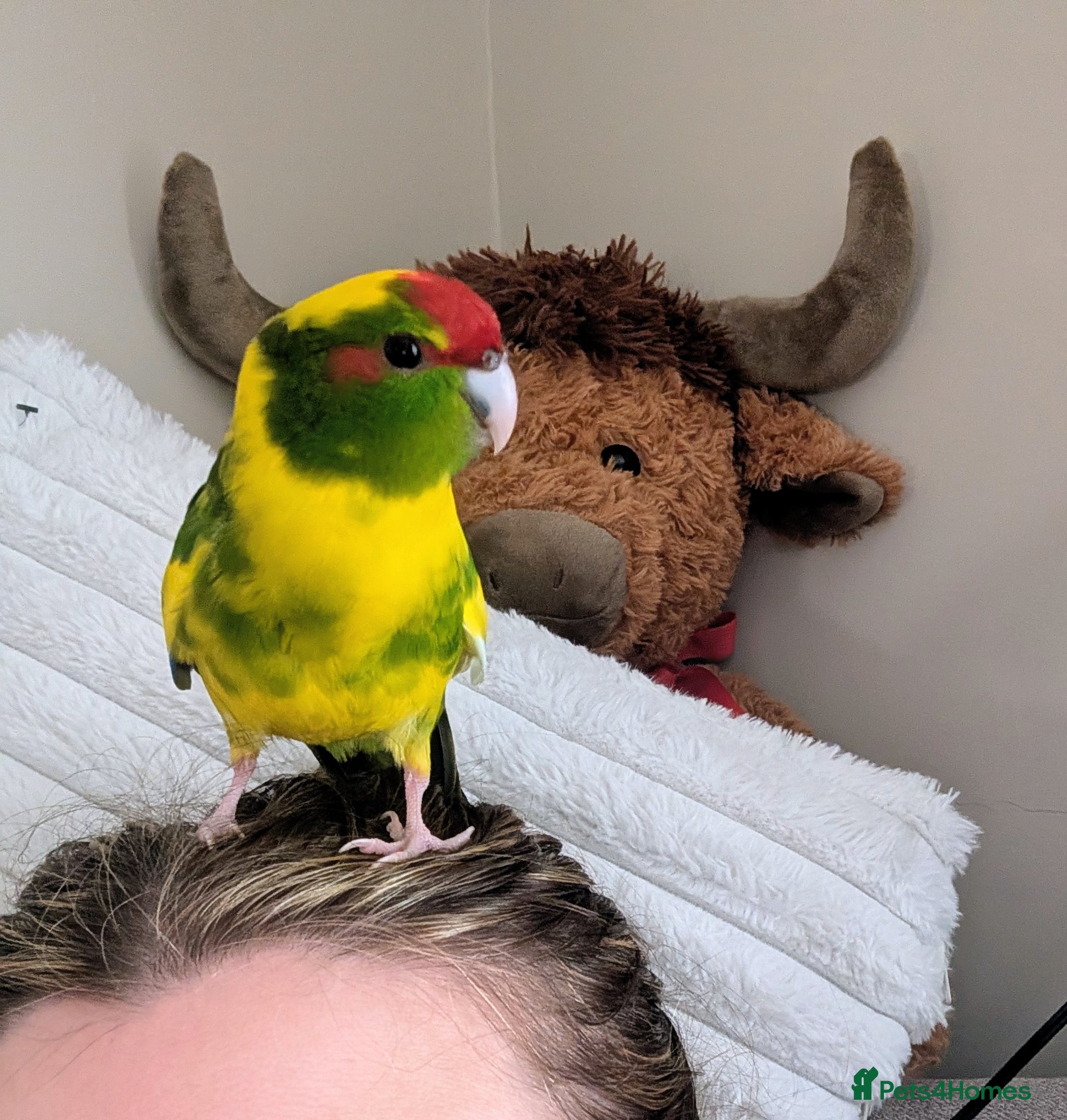 Parrots birds kakariki parrot - Advert 1