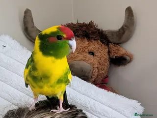 Parrots birds kakariki parrot - Advert 1