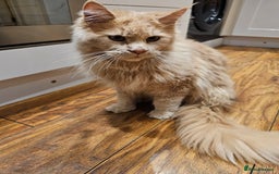 Maine Coon cats for sale: Maine Coon Pure Bread  - Image 7