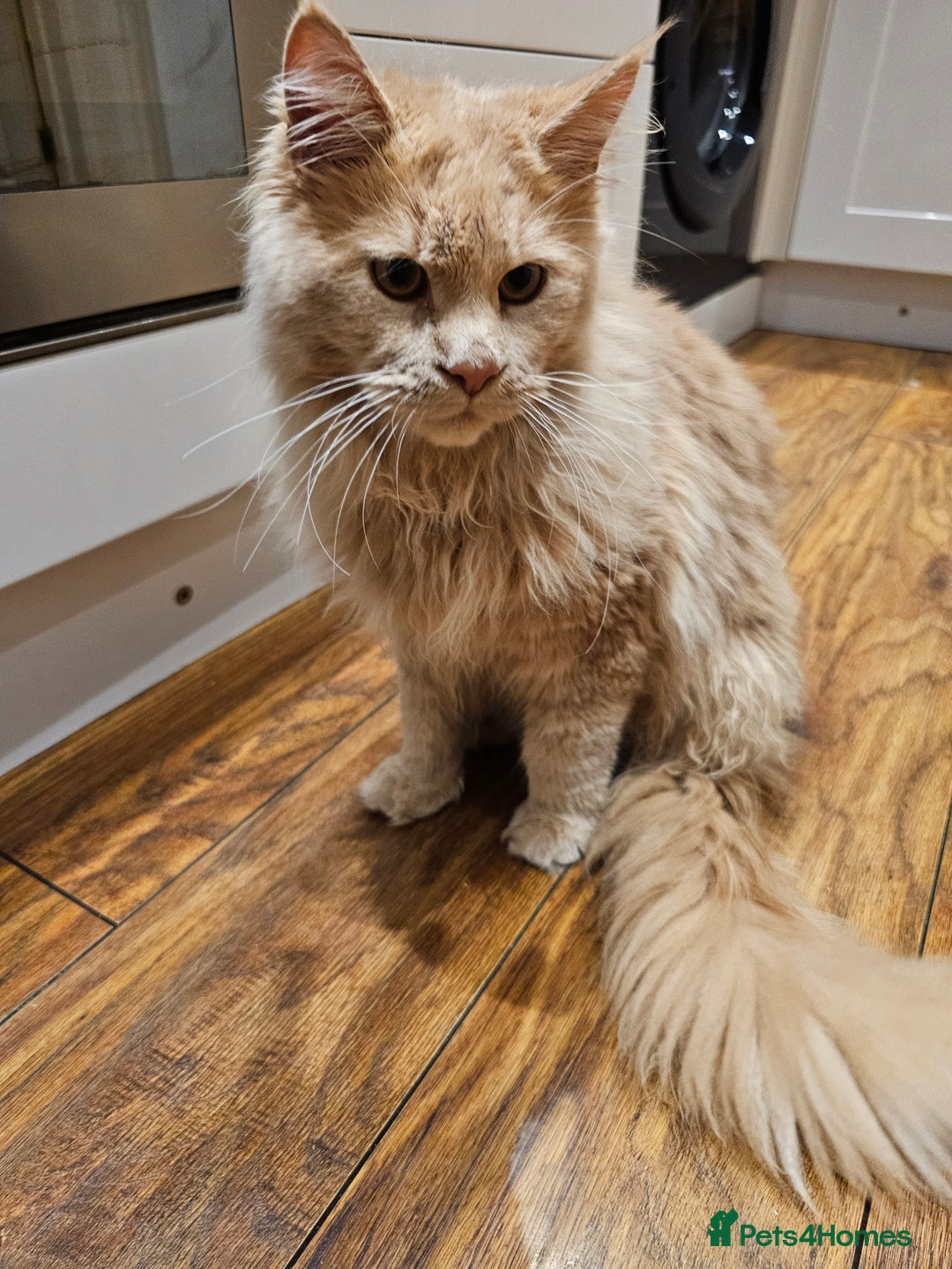 Maine Coon cats for sale: Maine Coon Pure Bread  - Image 7