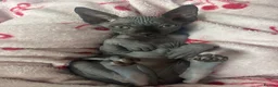 Sphynx cats for sale: Pure grey Canadian sphyn **  - Advert 1