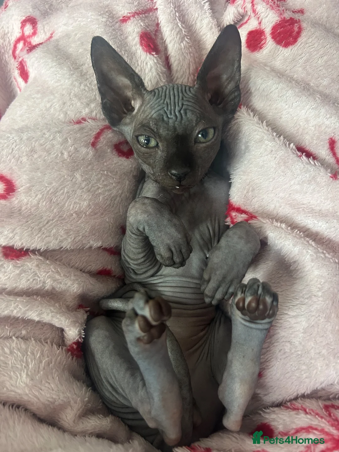 Sphynx cats for sale: Pure grey Canadian sphyn **  - Advert 1