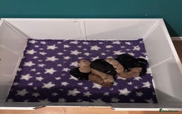 Sproodle dogs for sale: 10 FB2 sproodles puppies  - Image 4