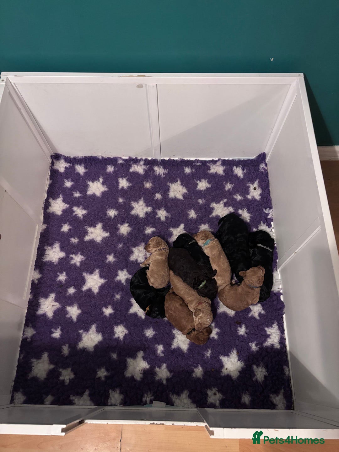 Sproodle dogs for sale: 10 FB2 sproodles puppies  - Image 4