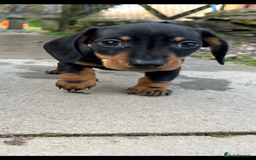 Miniature Dachshund dogs for sale: * REDUCED*READY NOW miniature dachshund puppies  - Image 10