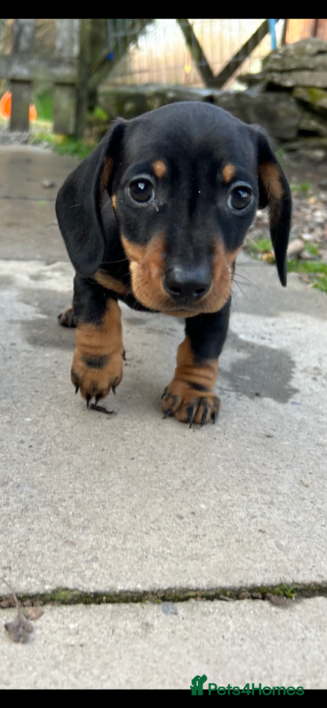 Miniature Dachshund dogs for sale: * REDUCED*READY NOW miniature dachshund puppies  - Image 10