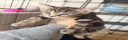 Mixed Breed cats for sale: 4 Gorgeous Kittens  - Advert 3