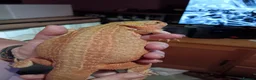 Bearded Dragon reptiles for sale: Female hypo citrus red - Advert 5