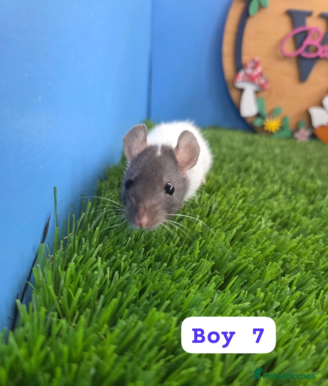 Rat rodents for sale: Dwarf Baby Rats Male Female Girls Boys  - Advert 13