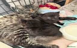 Mixed Breed cats for sale: 2 Beautiful Black/Brown Tabby Kittens - Image 11