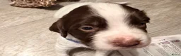 English Springer Spaniel dogs for sale: Liver and White Springer Spaniel Puppies  in South Shields - Advert 6