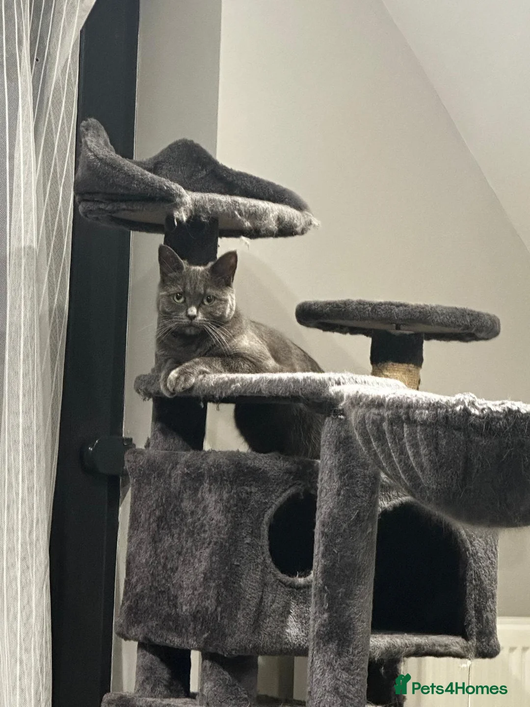 British Shorthair cats for sale: Pebbles- a beautiful 3 year old British Shorthair  - Advert 2