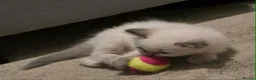 Ragdoll cats for sale: Beautiful ragdoll kittens - Advert 7