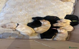 Labrador Retriever dogs for sale: Stunning Labrador puppies - Advert 3