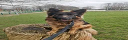 German Shepherd dogs for sale: KC registered Long Haired German shepherd puppies  - Advert 8