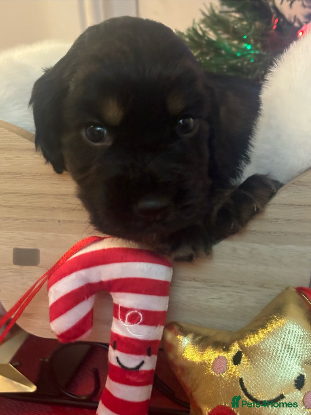 Cocker Spaniel dogs for sale: Beautiful Cocker Spaniel Puppies - Advert 3