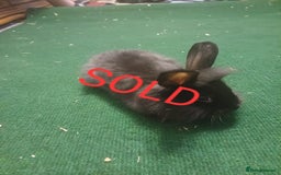 Lionhead rabbits for sale: LAST 1 LEFT!! 4 Cute Baby Lion X Mini Lop Rabbits - Image 2