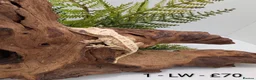 Gecko reptiles for sale: Beautiful Mix of Crested Geckos - Advert 1