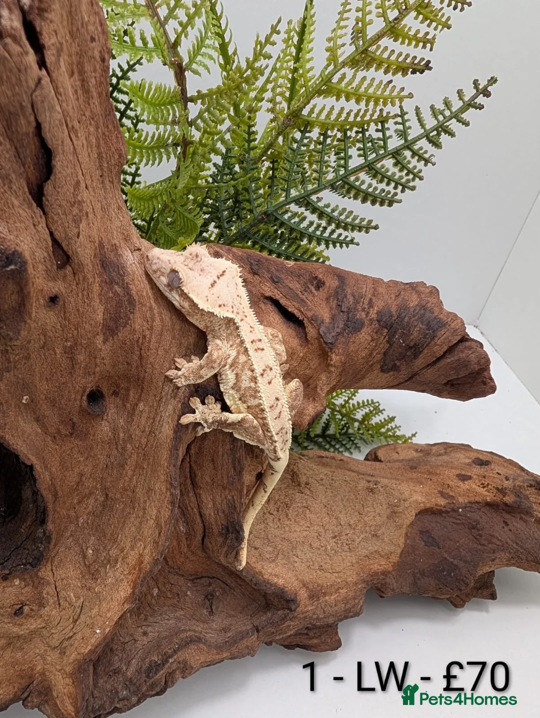 Gecko reptiles for sale: Beautiful Mix of Crested Geckos - Advert 1