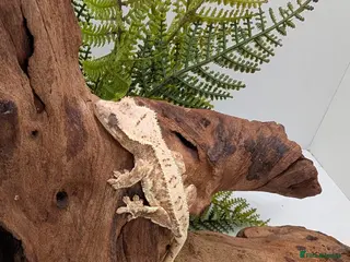 Gecko reptiles Beautiful Mix of Crested Geckos - Advert 1