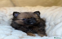 Pomeranian dogs for sale: 🐾 KC Registered Pomeranian Puppies 🐾 - Image 26