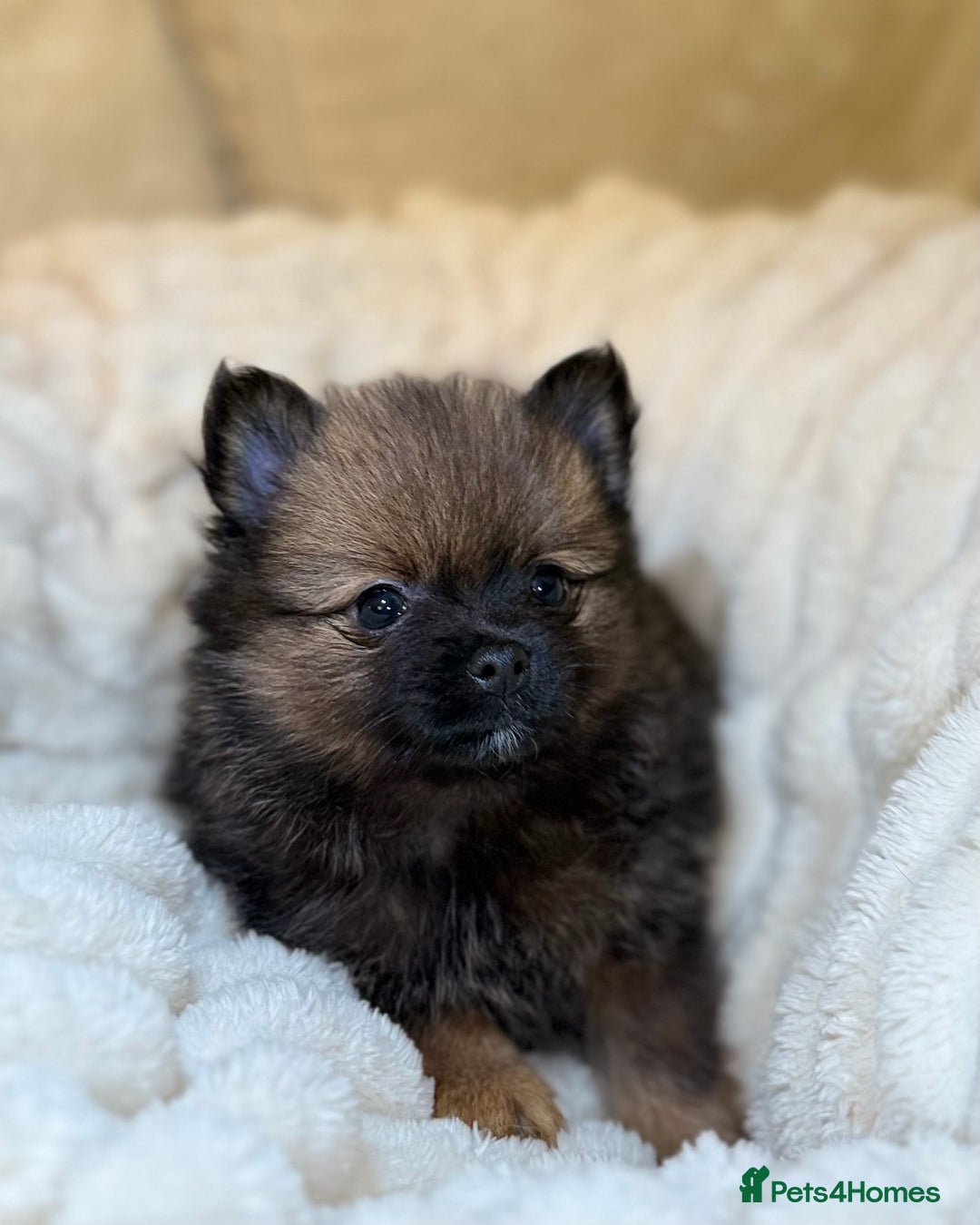 Pomeranian dogs for sale: 🐾 KC Registered Pomeranian Puppies 🐾 - Image 26