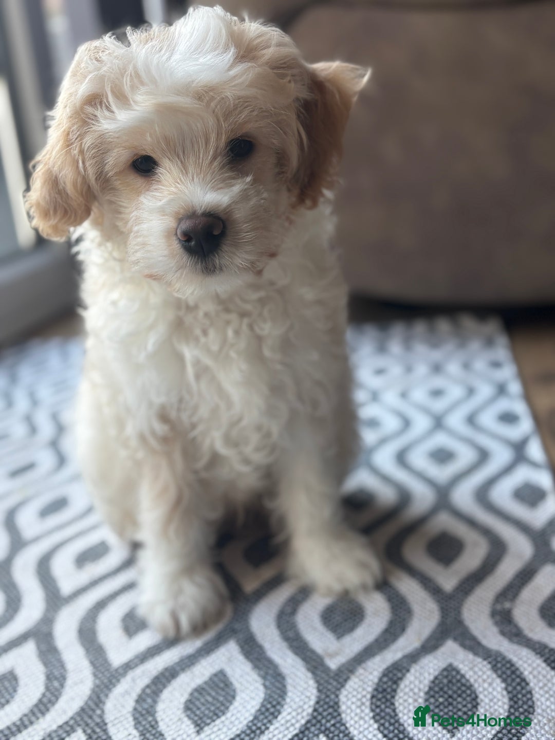 Mixed Breed dogs for sale: Peke-a-Chon puppies 🐶  - Advert 1