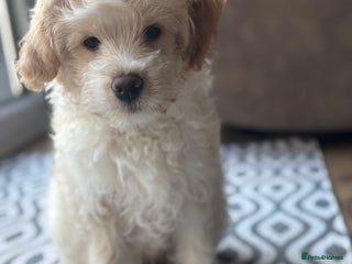 Mixed Breed dogs Peke-a-Chon puppies 🐶 - Advert 4