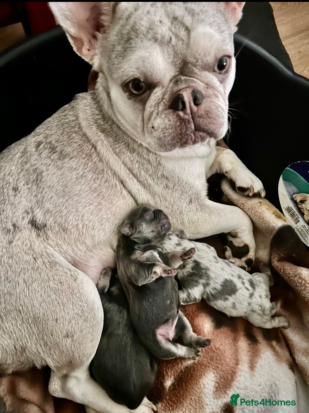 French Bulldog dogs for sale: Stunning fluffy Frenchies ready to leave now  - Advert 1