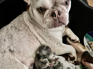 French Bulldog dogs Stunning fluffy Frenchies ready to leave now - Advert 1