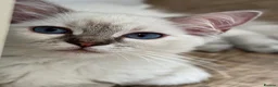 Ragdoll cats for sale: GCCF registered girl looking for her forever home - Advert 5