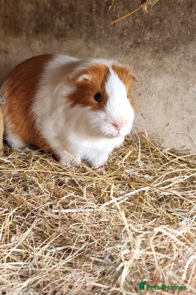 Guinea Pig rodents 1x ginger and white male guineapig - Advert 4