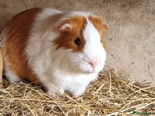 Guinea Pig rodents 1x ginger and white male guineapig - Advert 4
