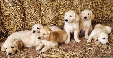 Golden Retriever dogs - Advert 2