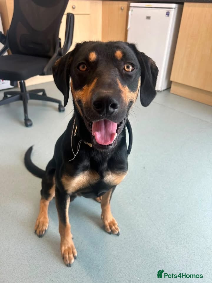 Mixed Breed dogs for sale: ARLO – A HANDSOME  SMART BOY WITH  ENDLESS CUDDLES - Advert 3