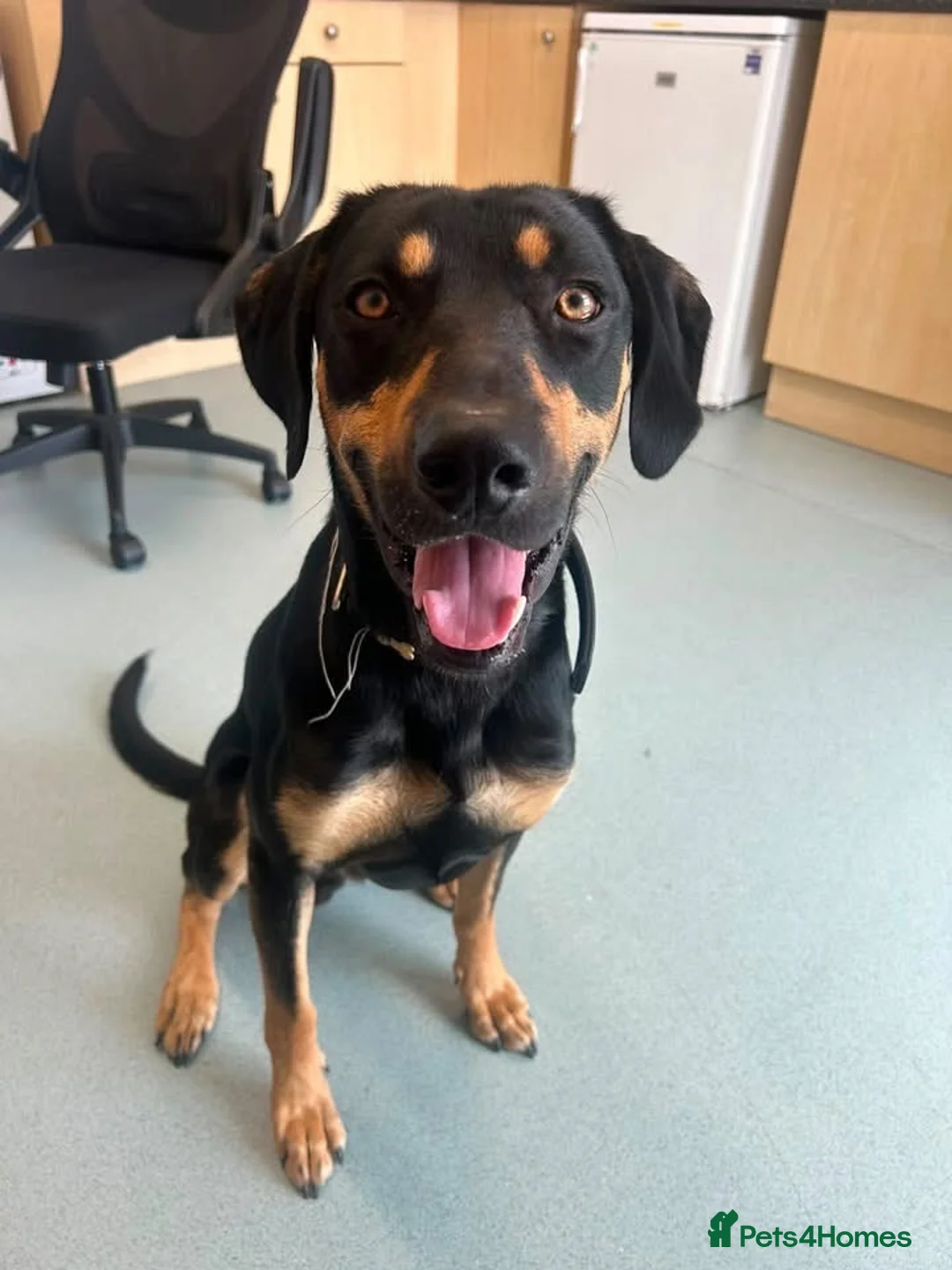 Mixed Breed dogs for sale: ARLO – A HANDSOME  SMART BOY WITH  ENDLESS CUDDLES - Advert 1