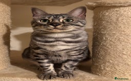 Bengal cats for sale: Special Silver Bengal Queen ❤️ - Image 8