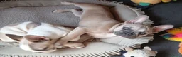 French Bulldog dogs for sale: Reduced £1000 1 Beautiful French Bulldog - Advert 14