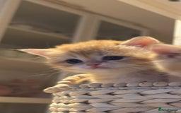 British Shorthair cats for sale: Ative GCCF Golden british short hair  - Image 4