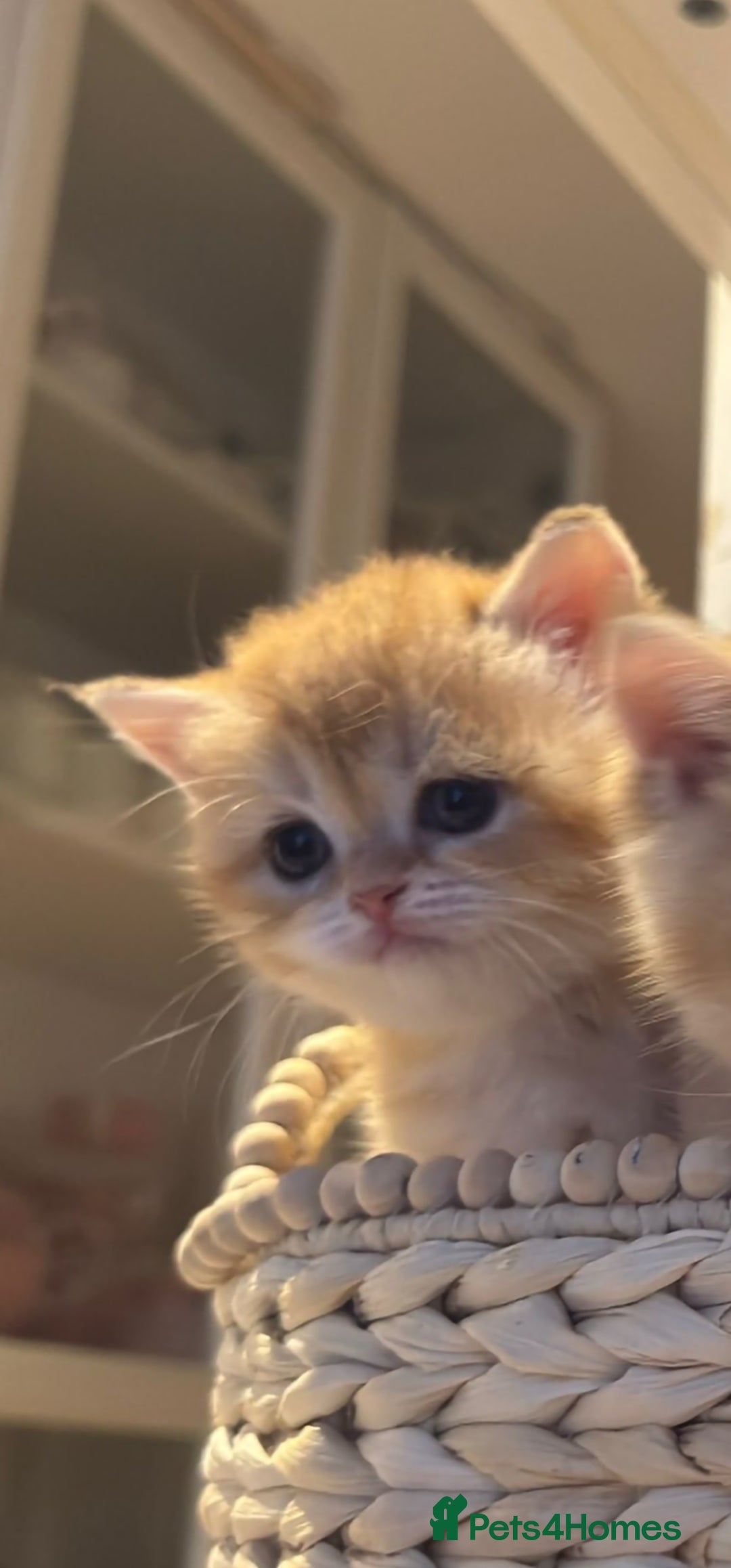 British Shorthair cats for sale: Ative GCCF Golden british short hair  - Image 4