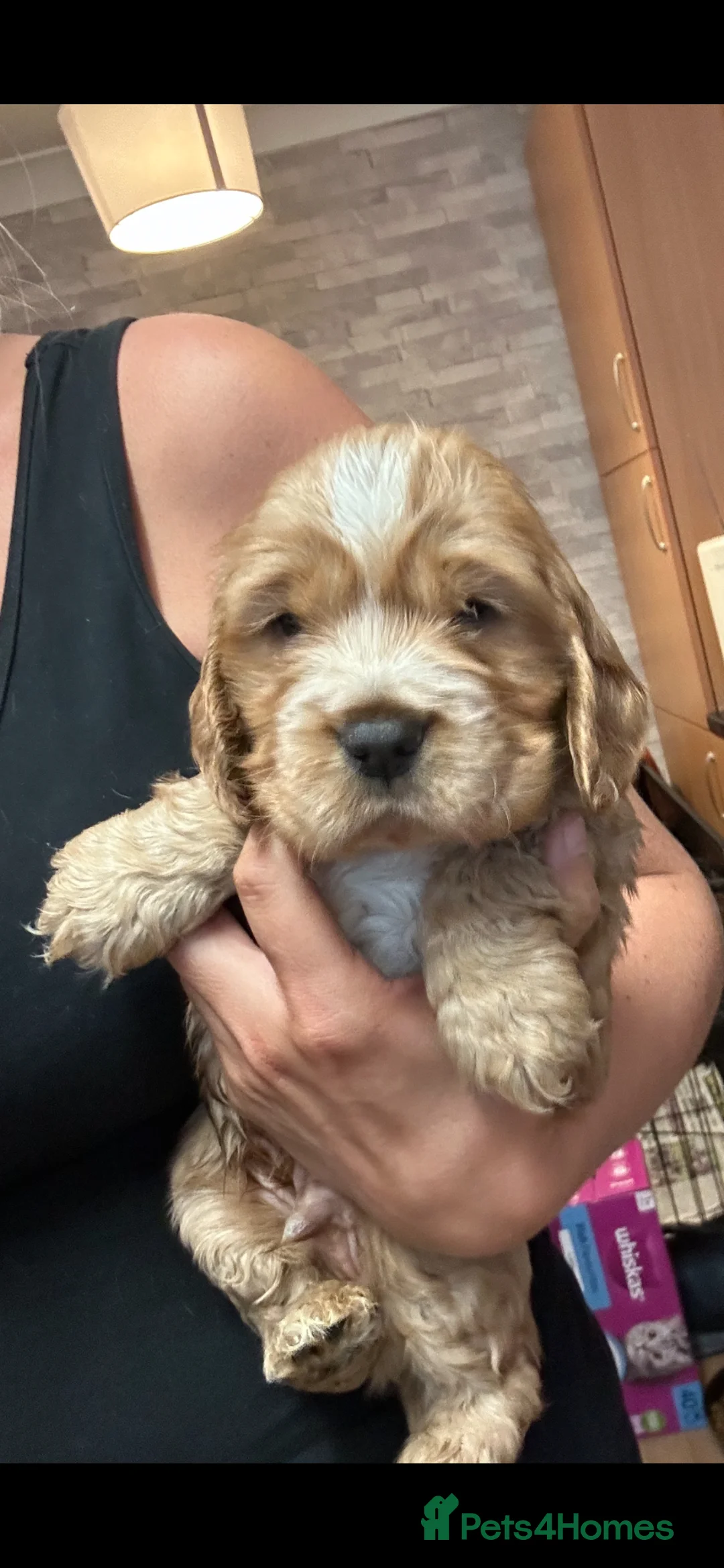 Cocker Spaniel dogs for sale: 2 stunning true to the type show cocker 🐶  - Advert 2
